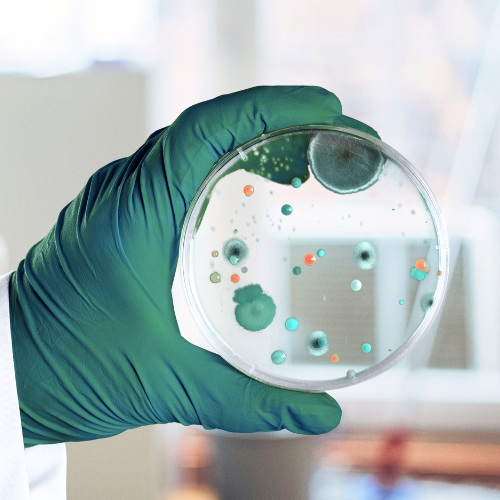 biofilmes capa